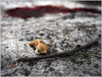 Grecia e Ucraina non turbano le piazze azionarie