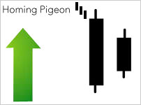 Homing Pigeon
